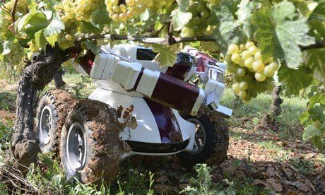 Robot-in-farming--wine-bo-006