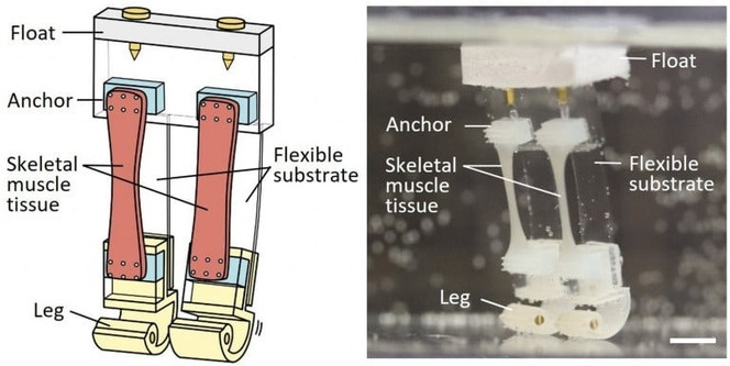 Robot muscles