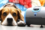 Robot pour chien Laika