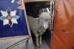 sacrifice mouton (Small)