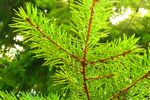sapin