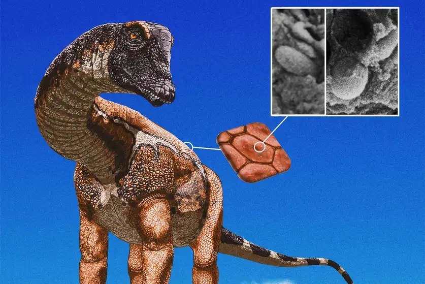 sauropode couleur peau