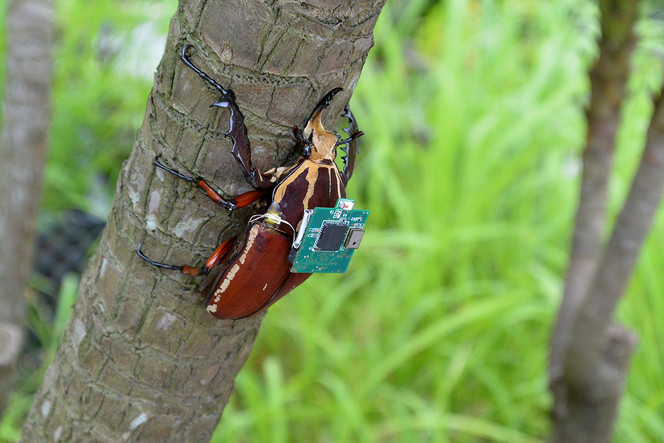 scarabée drone