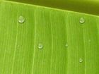 Wallpaper Water Drop : un fond d'écran zen pour votre bureau