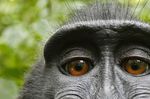 selfie macaque