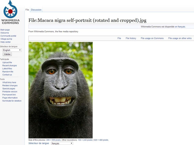 selfie macaque