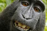Selfie Singe