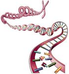 Serial Cloner : modéliser de l’ADN virtuellement