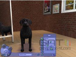 Sims 2 : Animaux & Co - img5