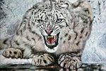 Snow Leopard
