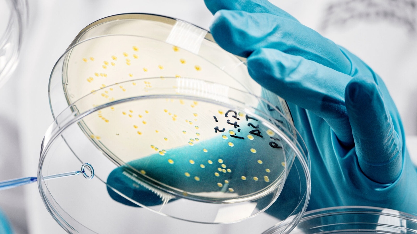 Solar Foods soleine xanthobacter culture 02