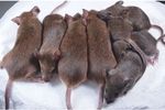 souris clonées