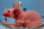 souris expérience calvitie