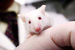 souris