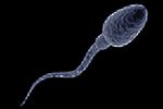 spermatozoide