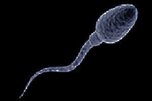 spermatozoide