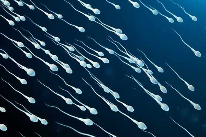 spermatozoides 02