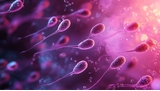 La pilule masculine sans hormones est-elle enfin une réalité ?