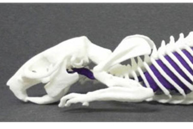 squelette rat imprimé
