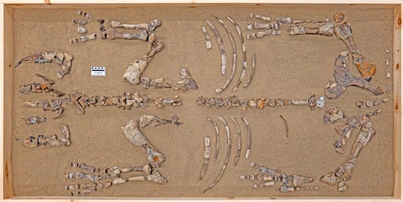 squelette rhinoceros epiatheracerium itjiik