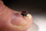 SRI micro robot