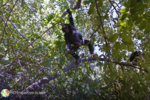 Street-View-chimpanze