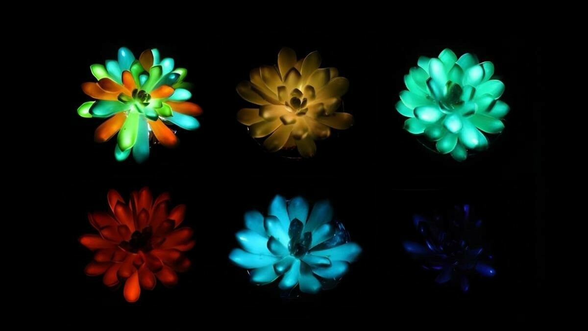 succulentes bioluminescentes