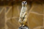 Suricate