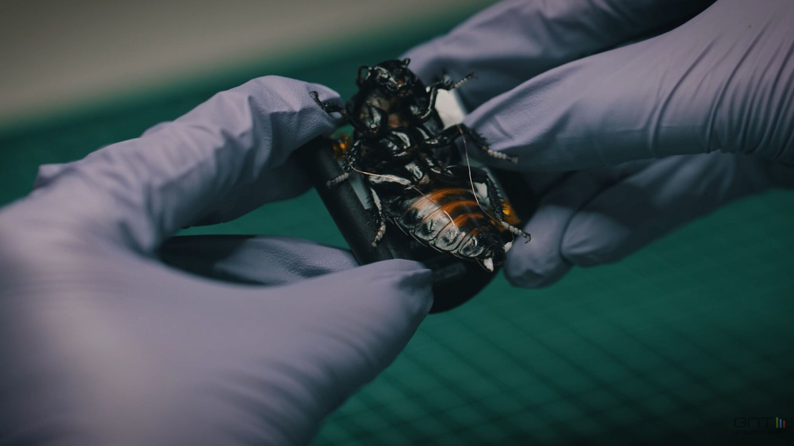 SWARM Biotactics insecte cyborg