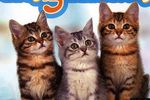 Test Cats academy