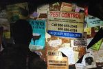The Last of US hotline coquine