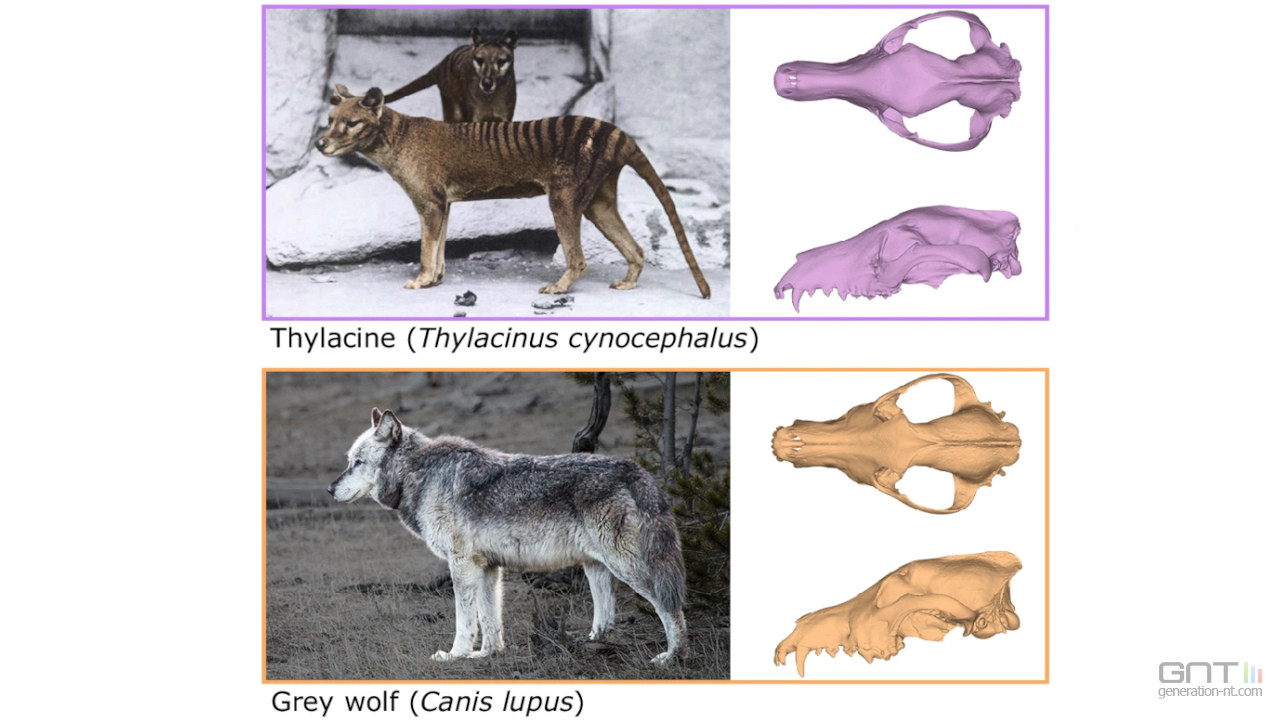 thylacine-loup-gris