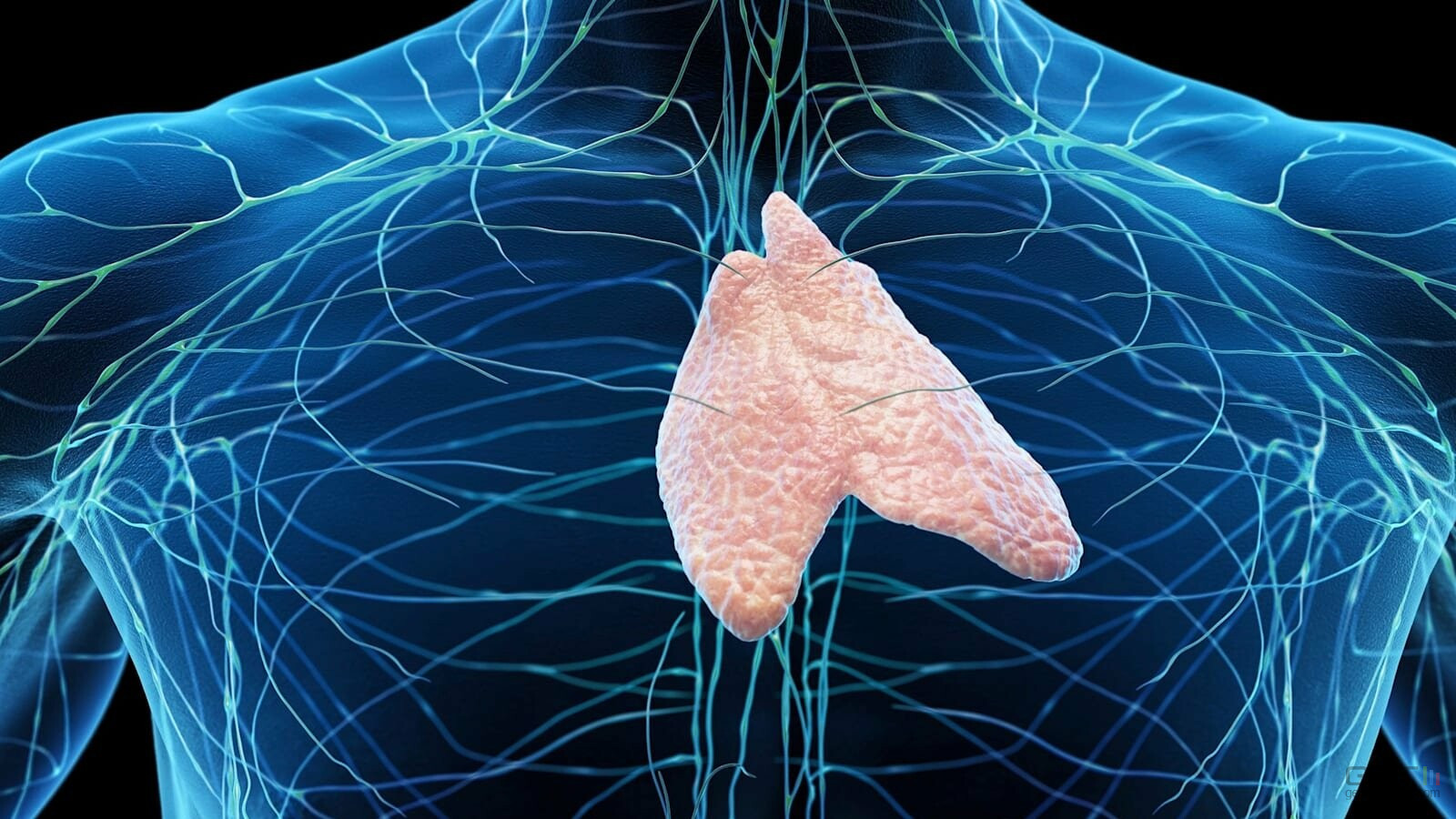 Et si le secret de la longévité se cachait dans un organe que vous ignorez ?