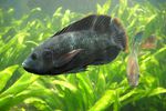 tilapia