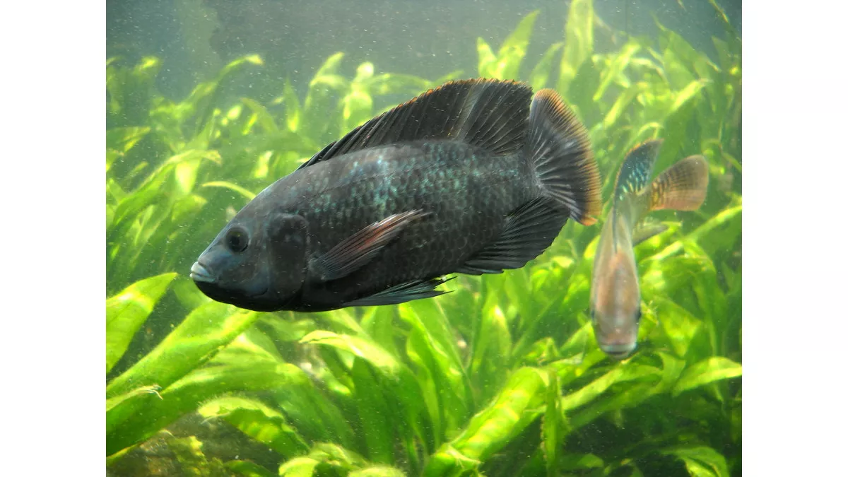 De la peau de poisson pour cicatriser et guérir plus vite