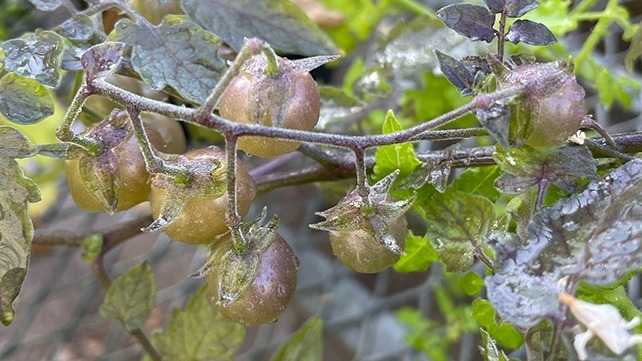 Tomates galapagos