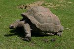 Tortue-géante-galapagos.jpg