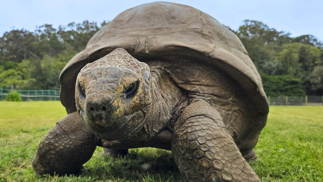 tortue-jonathan