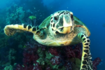 Tortue