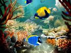 Tropical fish : changer d’économiseur d’écran facilement