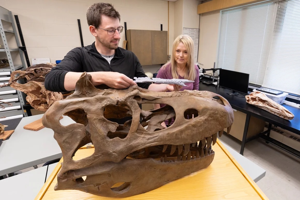 Tyrannosaure Khankhuuluu mongoliensis 01
