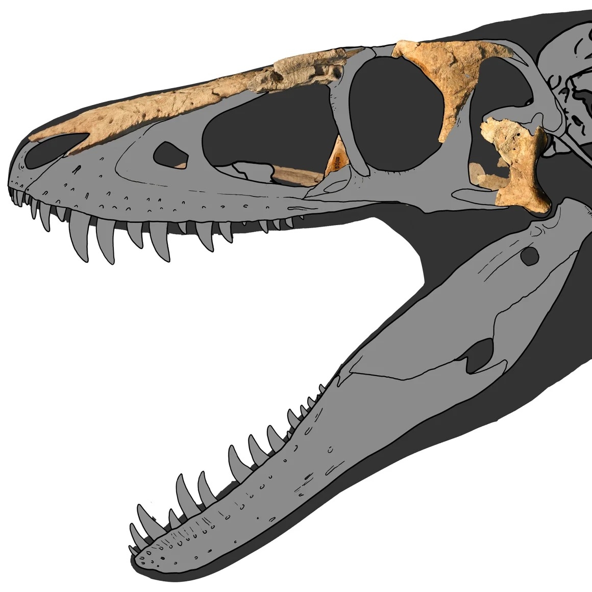 Tyrannosaure Khankhuuluu mongoliensis 03