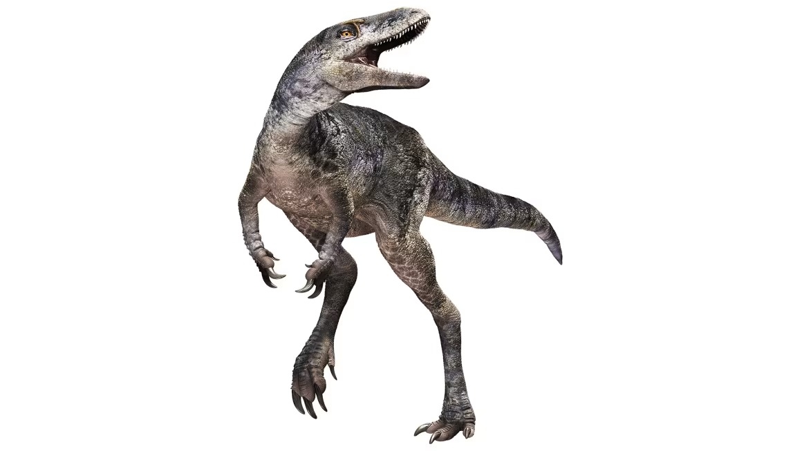 Tyrannosaure Khankhuuluu mongoliensis 04