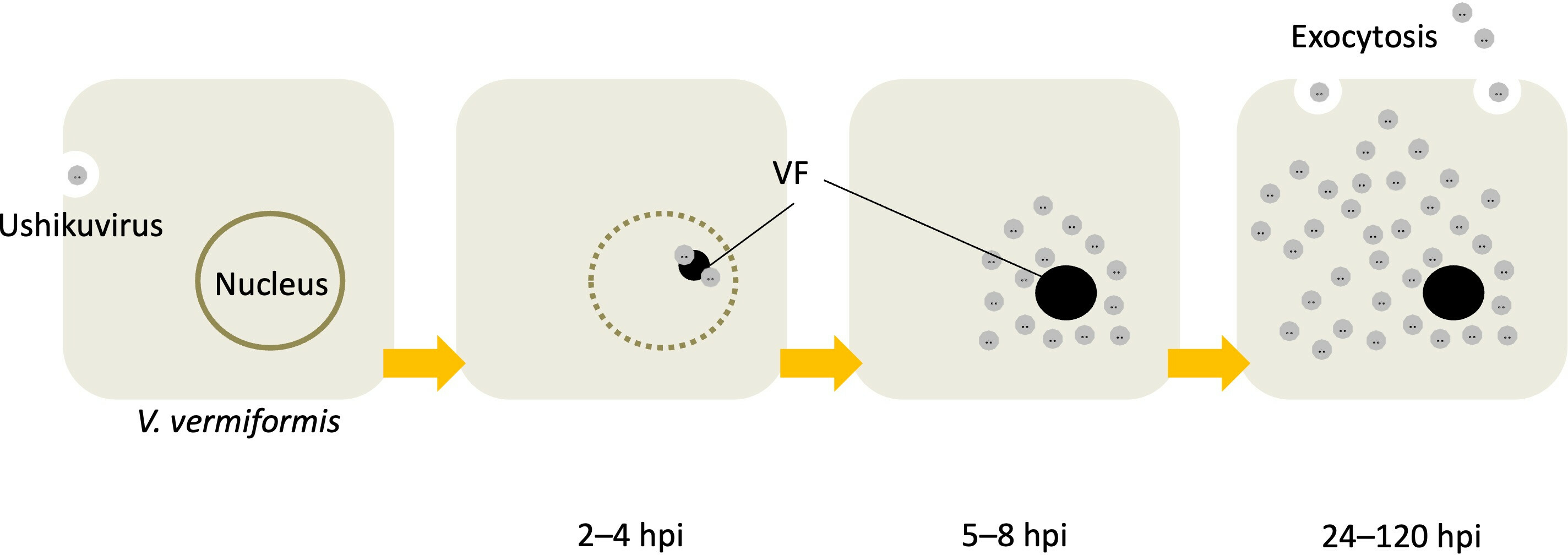 ushikuvirus proliferation