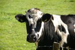vache-lait