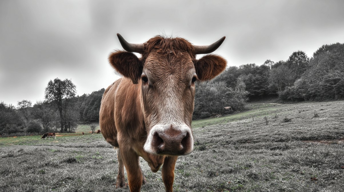 vache