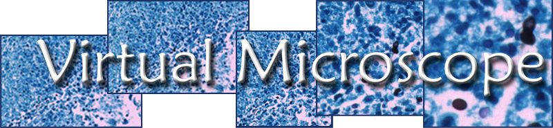 Virtual Microscope logo