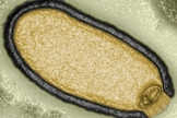 Virus Zombie : des français ressuscitent un virus vieux de 50 000 ans