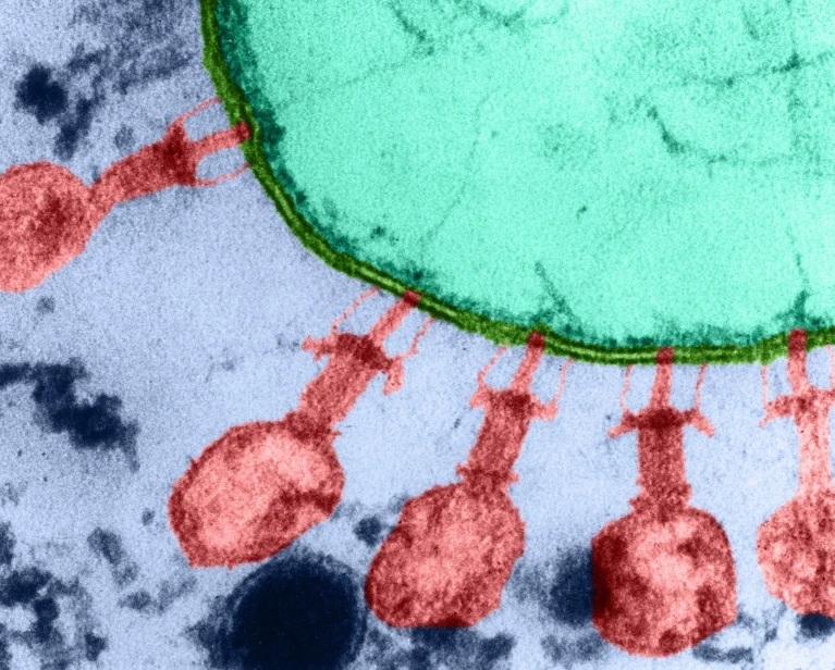 virus IA creation bacteriophage