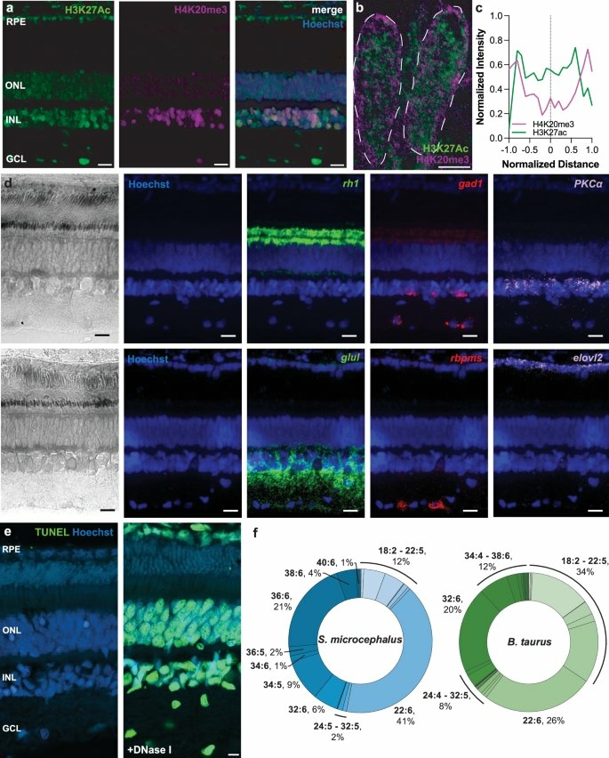 Vision requin groenland